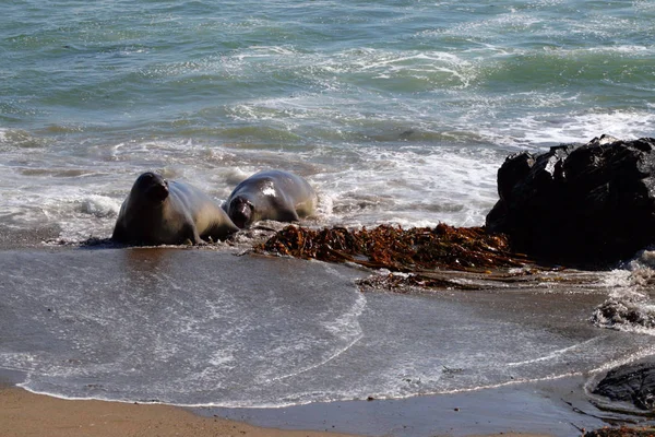 Otaries sur la côte du Pacifique, Californie, États-Unis — Photo