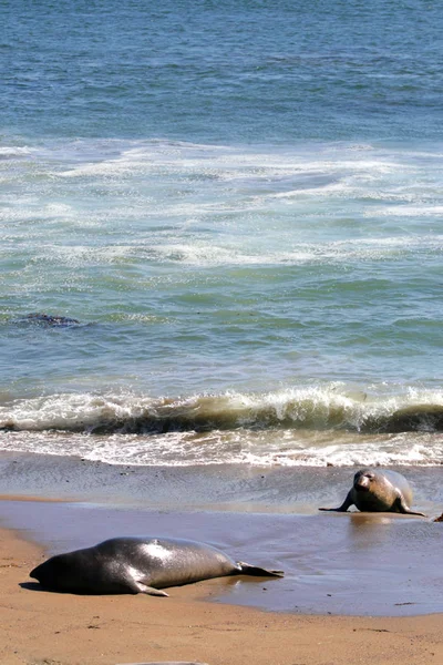 Leones marinos en la costa del Pacífico, California, EE.UU. —  Fotos de Stock