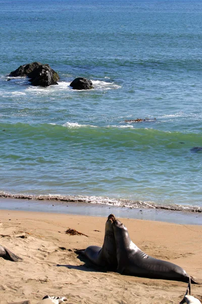 Leões marinhos na costa do Pacífico, Califórnia, EUA — Fotografia de Stock