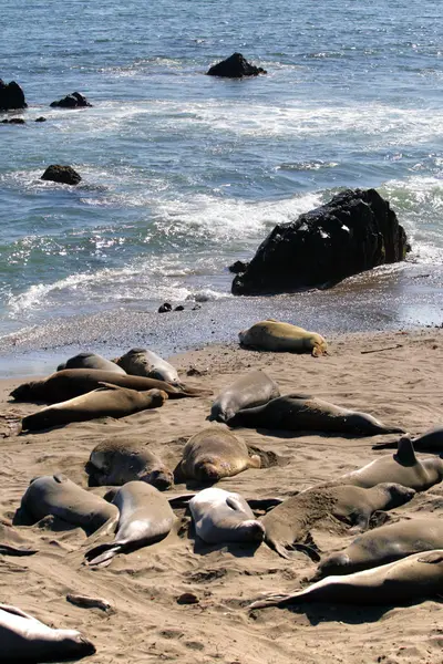 Otaries sur la côte du Pacifique, Californie, États-Unis — Photo