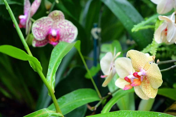 Imagem de perto de orquídea — Fotografia de Stock