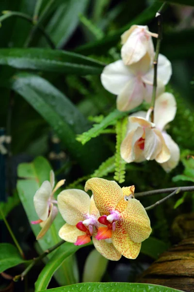 Imagem de perto de orquídea — Fotografia de Stock