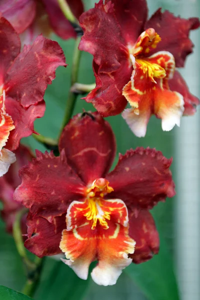 Imagem de perto de orquídea — Fotografia de Stock