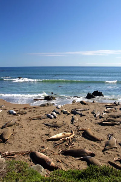 Sea lions at the Pacific Coast, California, USA Royalty Free Stock Photos