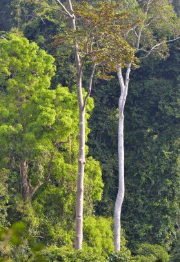 Langkawi Adası, Malezya