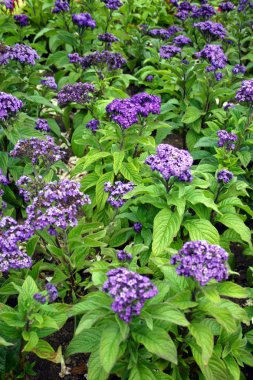 boston halk bahçesi