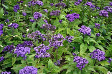 boston halk bahçesi