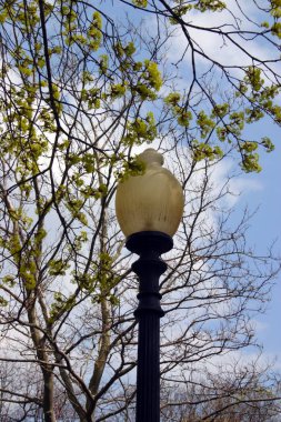 Kuyruk yüzgeci gri balina Atlantik