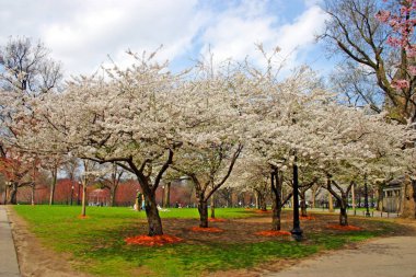Kuyruk yüzgeci gri balina Atlantik