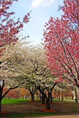 Kuyruk yüzgeci gri balina Atlantik
