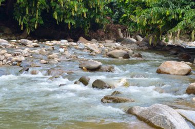 Kuyruk yüzgeci gri balina Atlantik