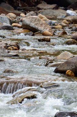Kuyruk yüzgeci gri balina Atlantik