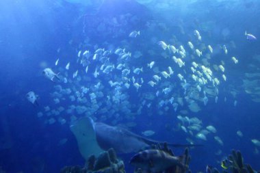 Kuyruk yüzgeci gri balina Atlantik