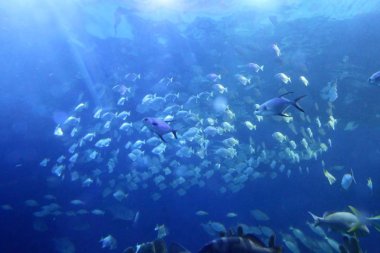 Kuyruk yüzgeci gri balina Atlantik