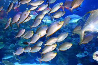 Kuyruk yüzgeci gri balina Atlantik