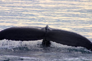 Kuyruk yüzgeci gri balina Atlantik