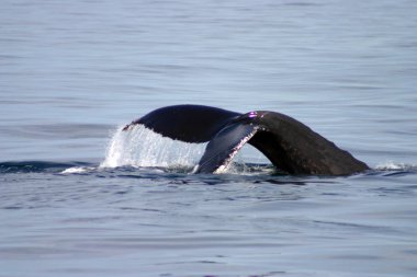 Kuyruk yüzgeci gri balina Atlantik
