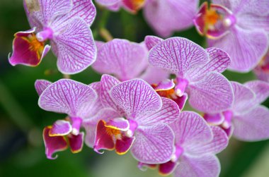 Orkide çiçek stok görüntü