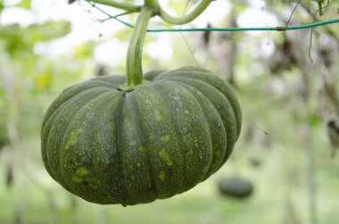 Organik bir çiftlikte büyüyen sebze stok görüntü