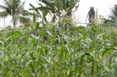 Organik bir çiftlikte büyüyen sebze stok görüntü