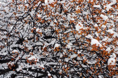 Boston, Massachusetts, ABD 'de kar yağışının stok görüntüsü