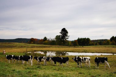 Milkingcow, Vermont, stok görüntü bize
