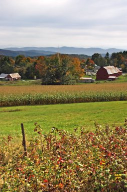 Sonbaharda yapraklar, Vermont, ABD