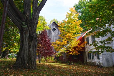 Sonbaharda yapraklar, Vermont, ABD