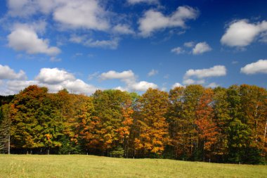 Sonbaharda yapraklar, Vermont, ABD
