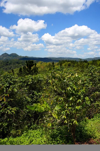 Croydon Plantation, Jamaica — Stock Photo, Image