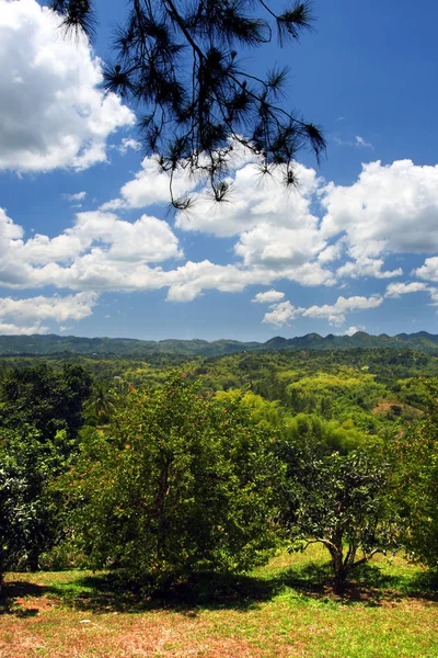 Plantação de Croydon, Jamaica — Fotografia de Stock