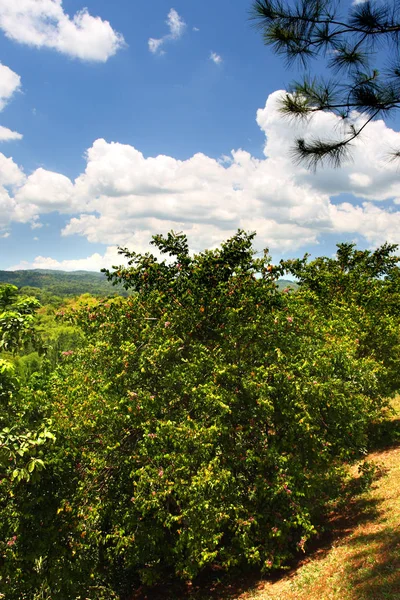 Croydon Plantation, Jamaica — Foto de Stock