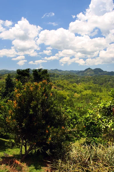 Croydon Plantation, Jamaica — Stock Photo, Image