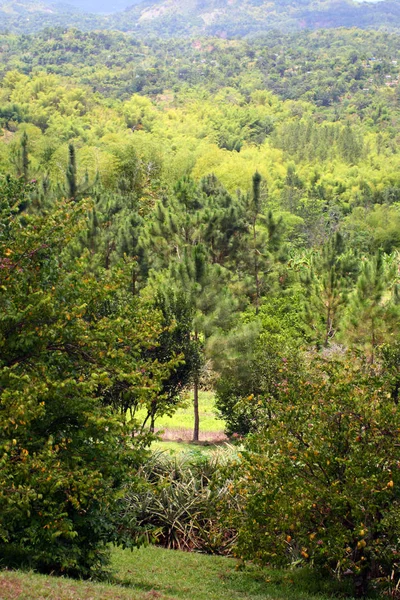 Plantação de Croydon, Jamaica — Fotografia de Stock