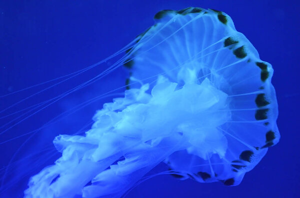 Stock image of Jelly Fish