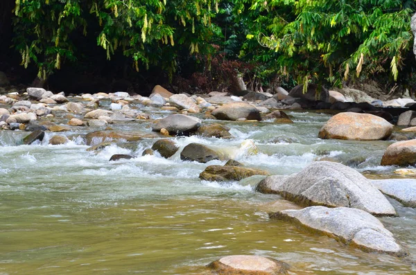 Kuyruk yüzgeci gri balina Atlantik