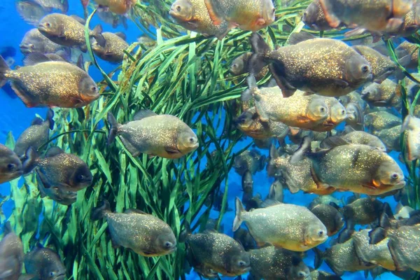 Pinna di coda di una balena grigia nell'Atlantico — Foto Stock