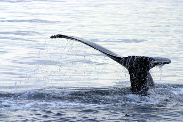 Aleta de cola de ballena gris en el Atlántico — Foto de Stock