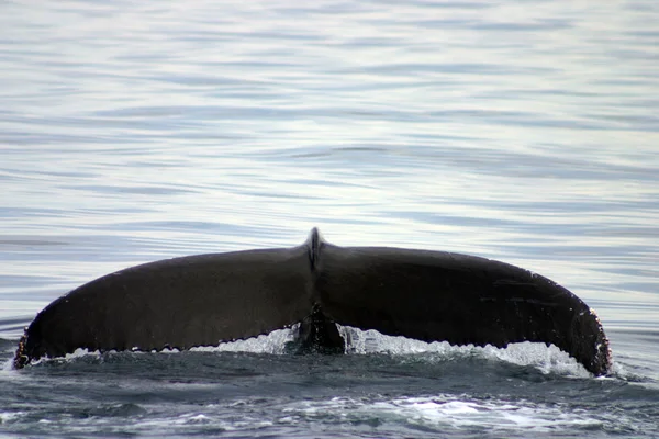 Pinna di coda di una balena grigia nell'Atlantico — Foto Stock