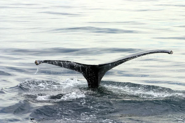 Staartvin van een grijze walvis in de Atlantische Oceaan — Stockfoto