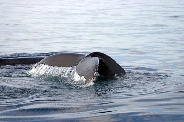 Aleta de cola de ballena gris en el Atlántico — Foto de Stock