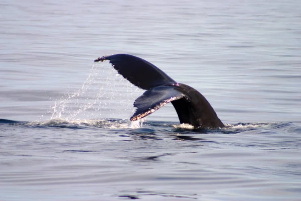 Aleta de cola de ballena gris en el Atlántico —  Fotos de Stock