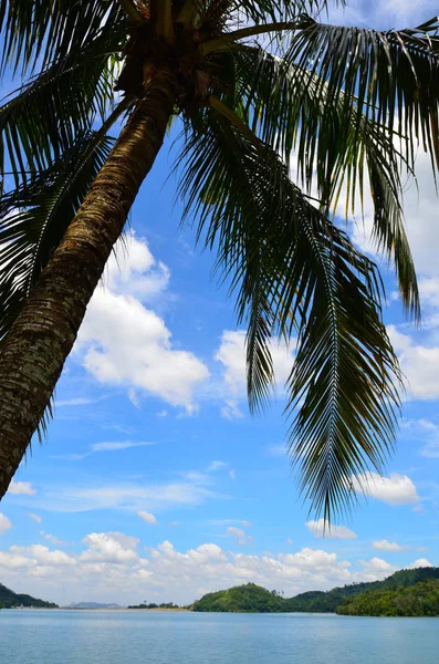 Cocotier sous ciel bleu et soleil éclatant — Photo