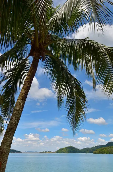 Cocotier sous ciel bleu et soleil éclatant — Photo