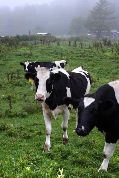 Imagen de la vaca lechera en Vermont, EE.UU. —  Fotos de Stock
