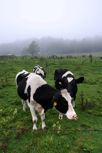 Imagem stock de vaca leiteira em Vermont, EUA — Fotografia de Stock