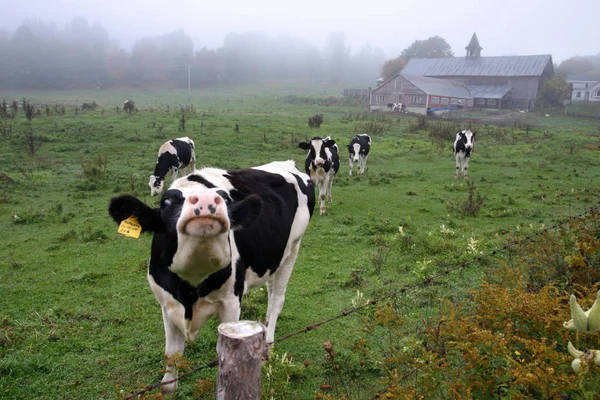 Imagen de la vaca lechera en Vermont, EE.UU. —  Fotos de Stock