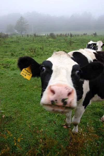 Imagen de la vaca lechera en Vermont, EE.UU. —  Fotos de Stock