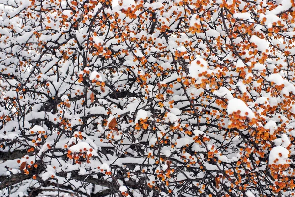 Obraz zapasu śniegu zima w Bostonie, massachusetts, usa — Zdjęcie stockowe