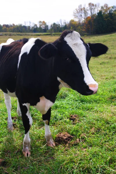 Stock beeld van milkingcow in Vermont, ons — Stockfoto
